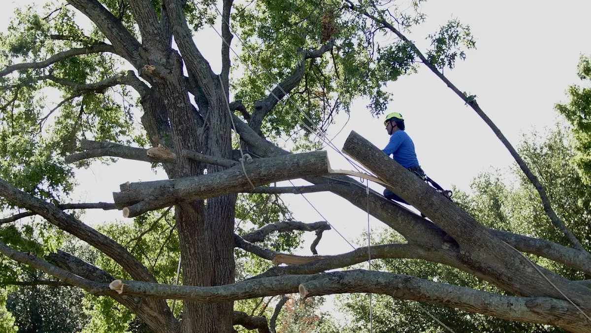 Professional Crown Thinning performed by certified arborists in Stafford