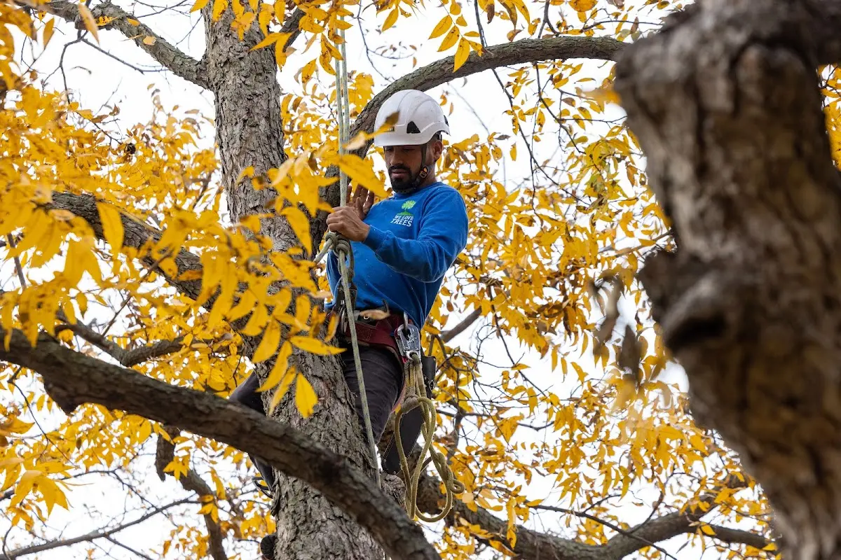 Skilled Tree Planing crew working in Stafford