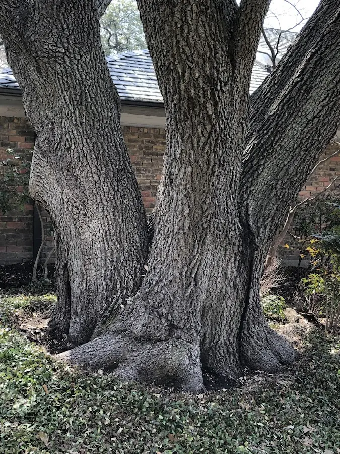 Mature heritage tree close to a Stafford property cared for by certified arborists